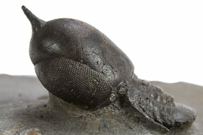 Pelagic Trilobite (Cyclopyge) Fossil - Huge Eyes #316655